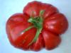  VAND SEMINTE DE TOMATE SOIURI RARE ORGANICE BIO