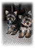  Vand catei Yorkshire terrier pret 800 de ron