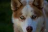  Ofer husky spre adoptie