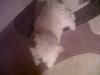  Vand caine bichon maltese 2 luni si 2 saptamani , rasa pura