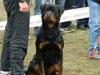  canisa akbarforce vinde pui rottweiler cu pedigree