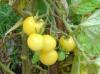  Vand seminte de tomate negre,  siberiene,  albe si albastre