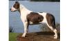  iau spre adoptie caine amstaff,  husky,  rottweiler.