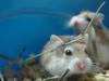  Hamsteri pitic rusesc