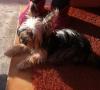  Mascul  Yorkshire Terrier pentru monta