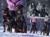  canisa akbarforce vinde pui rottweiler