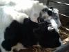  bovine rasa alb albastru belgian,  angus,  holstein