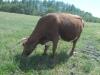  Vand vaca
