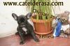 Oferta !! Bulldog Francez 250 euro