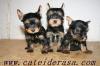  Yorkshire Terrier Mini Toy