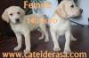  Super Oferta!! Labrador Retriever Auriu