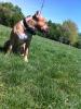  ofer mascul amstaff ptr monta