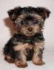  yorkshir terrier