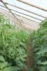  Vand tomate romanesti en-gros