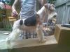  FOX TERRIER WIRE
