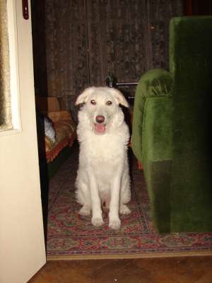 donam catel metis brac german labrador