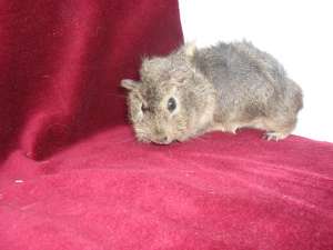 porcusori de guineea
