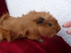porcusori de guineea
