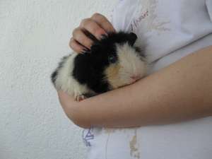 porcusori de guineea