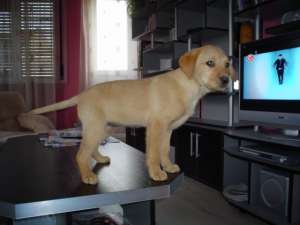 Vand catei de rasa Labrador Retriever aurii