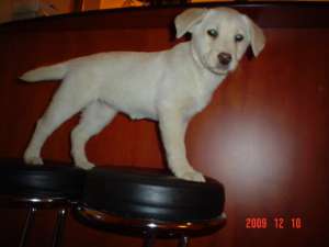 Vand catei de rasa Labrador Retriever aurii