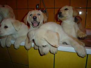 Vand catei de rasa Labrador Retriever aurii