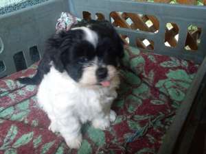 vand 3 catei ;bichon hvanez