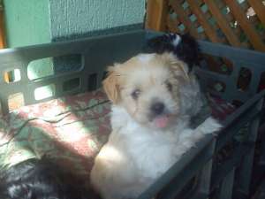 vand 3 catei ;bichon hvanez