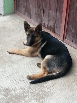 Pui ciobanesc german