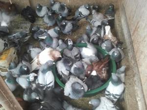 VAND IEPURI ANGORA SI CAP DE LEU,  PORUMBEI VOIAJORI SI ORNAMENT 0762556048