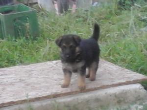 VIND PUI CIOBANESC GERMAN CU PEDIGREE