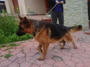 VIND PUI CIOBANESC GERMAN CU PEDIGREE