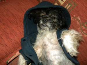 PIERDUT BICHON MALTEZ