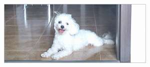 DONEZ o catelusa bichon frise,   de un an si 3 luni.