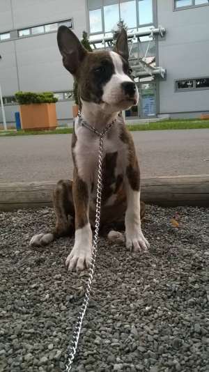 Vand Amstaff cu Pedigree