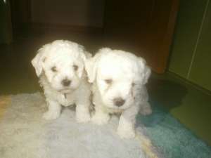 vand mascul bichon frise