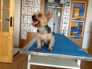 Toaletaj canin si felin