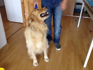 Toaletaj canin si felin