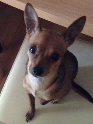 Urgent! Pierdut caine chihuahua