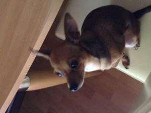 Urgent! Pierdut caine chihuahua