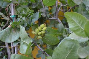 Vand arbore fistic,      rasad fistic,       puieti fistic,       arbusti fistic arbori fistic vanza