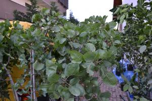 Vand arbore fistic,      rasad fistic,       puieti fistic,       arbusti fistic arbori fistic vanza