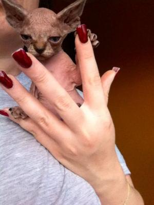 vand pui pisici sfinx/sphynx/sphinx 500 euro