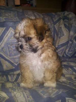 vand pui bichon havanez de talie mica rasa pura puiutii au 6 saptamani jumate au carnet de sanatate 