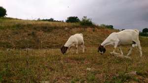 Tapi boer de vanzare