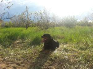 monta rottweiler