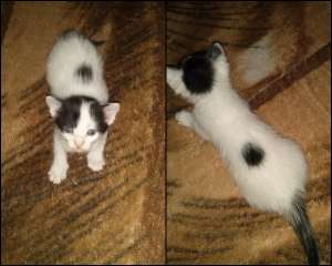 Ofer/Donez 3 puiuti de pisica