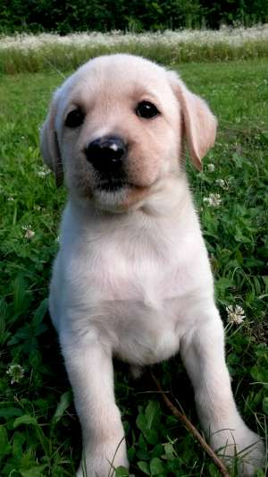 Labrador Retriever