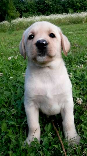 Labrador Retriever