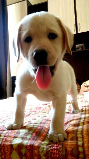 Labrador Retriever
